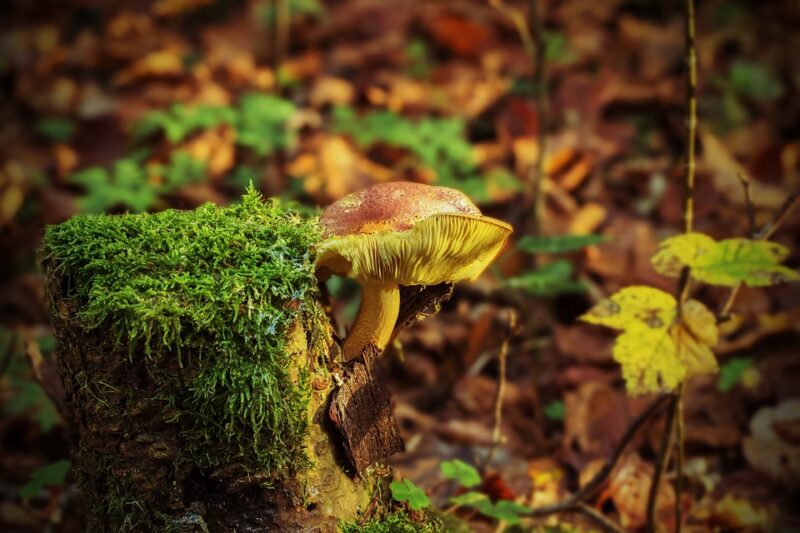 Green Education: appuntamento con il guardiaparco Luca Giunti